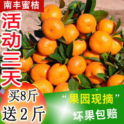 應(yīng)季蜜桔正當(dāng)時(shí) 從薄皮小紅蜜到經(jīng)典沙糖桔，新鮮水果批發(fā)指南